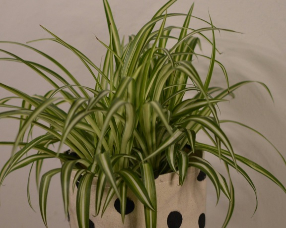 Spider Plant