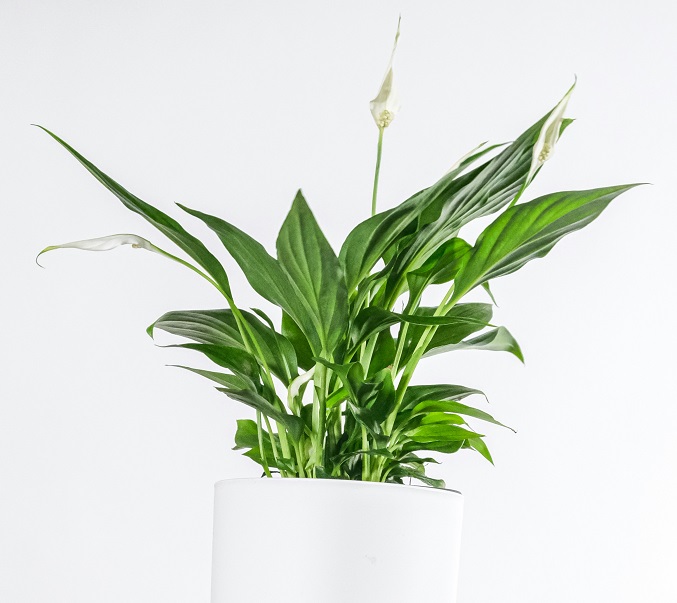 Peace Lily