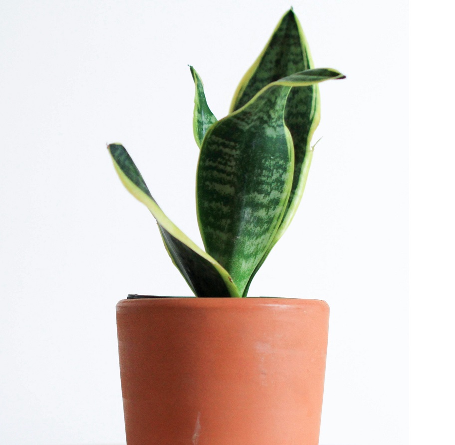 Snake Plant