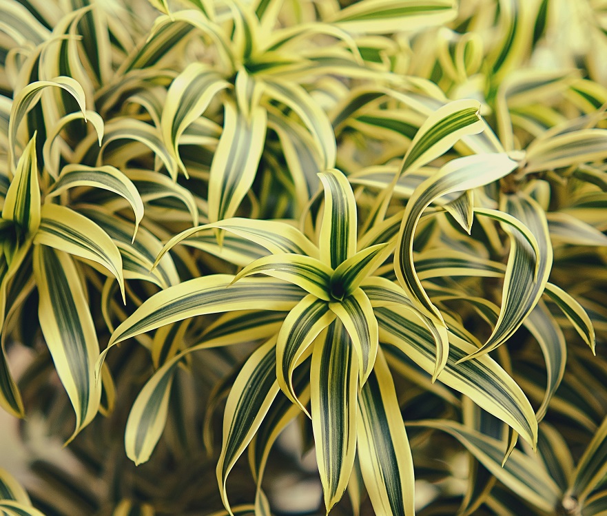 Dracaena 