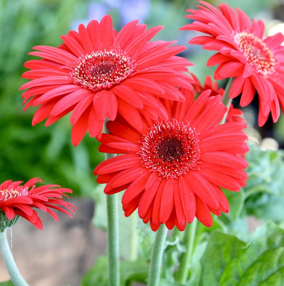 Gerbera Daisy