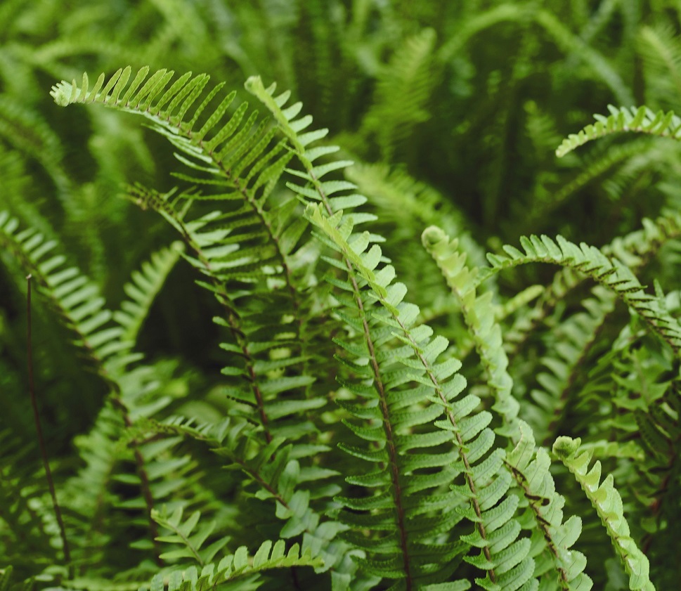 Boston Fern